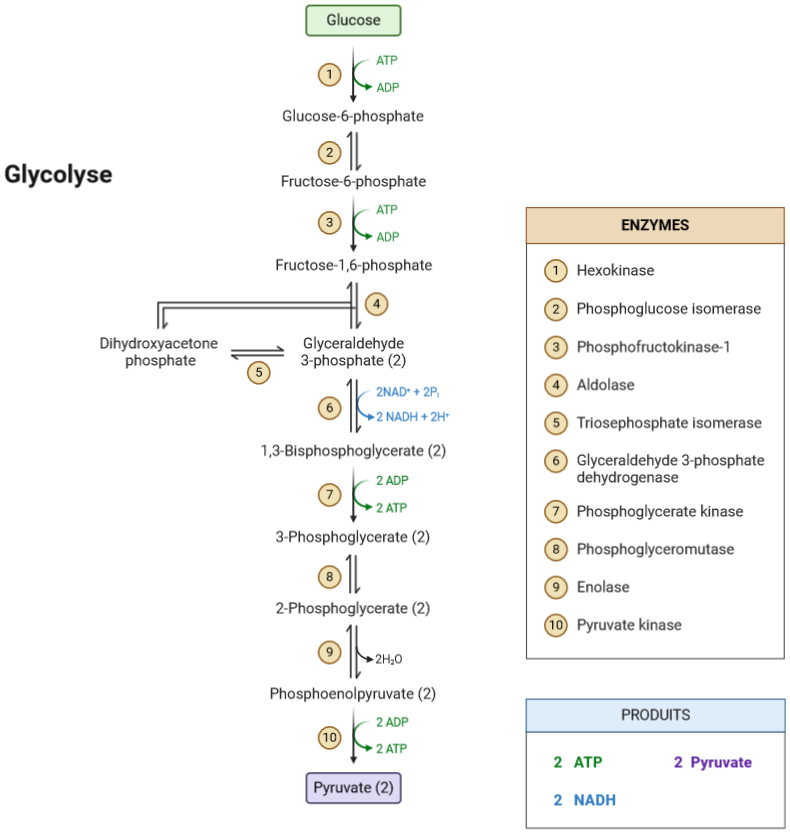 Schéma des réactions de la glycolyse