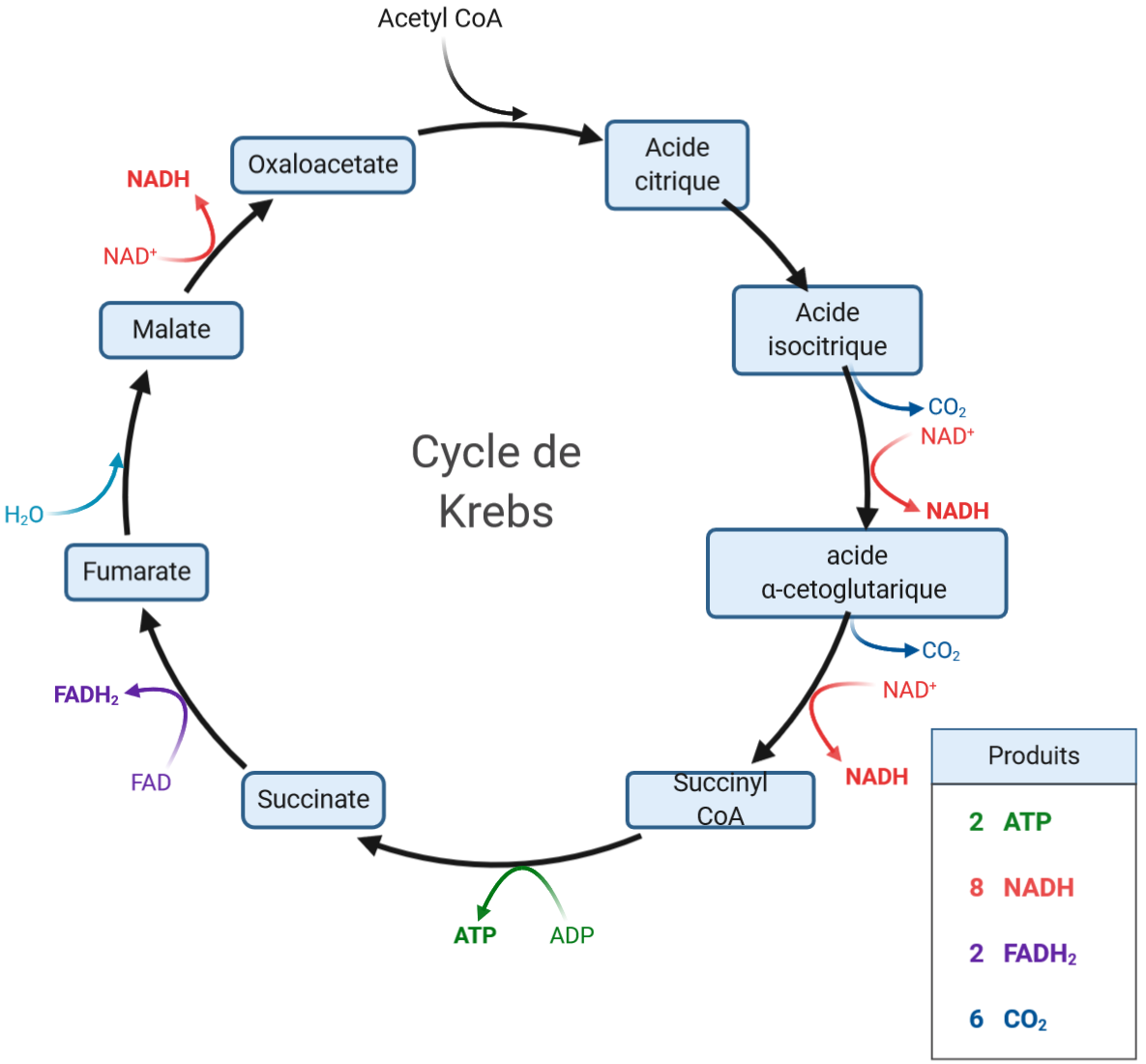 Schéma des réactions du cycle de Krebs